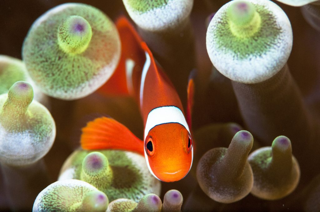 Pez Payaso o Amphiprion ocellaris escondida en su anémona