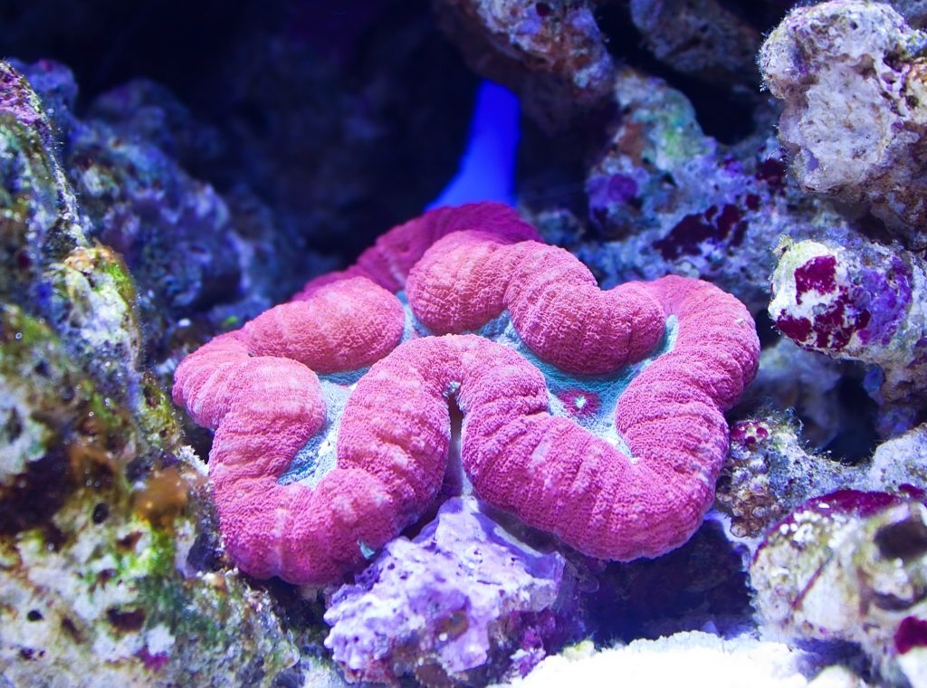 Coral duro Lobophyllia hemprichii