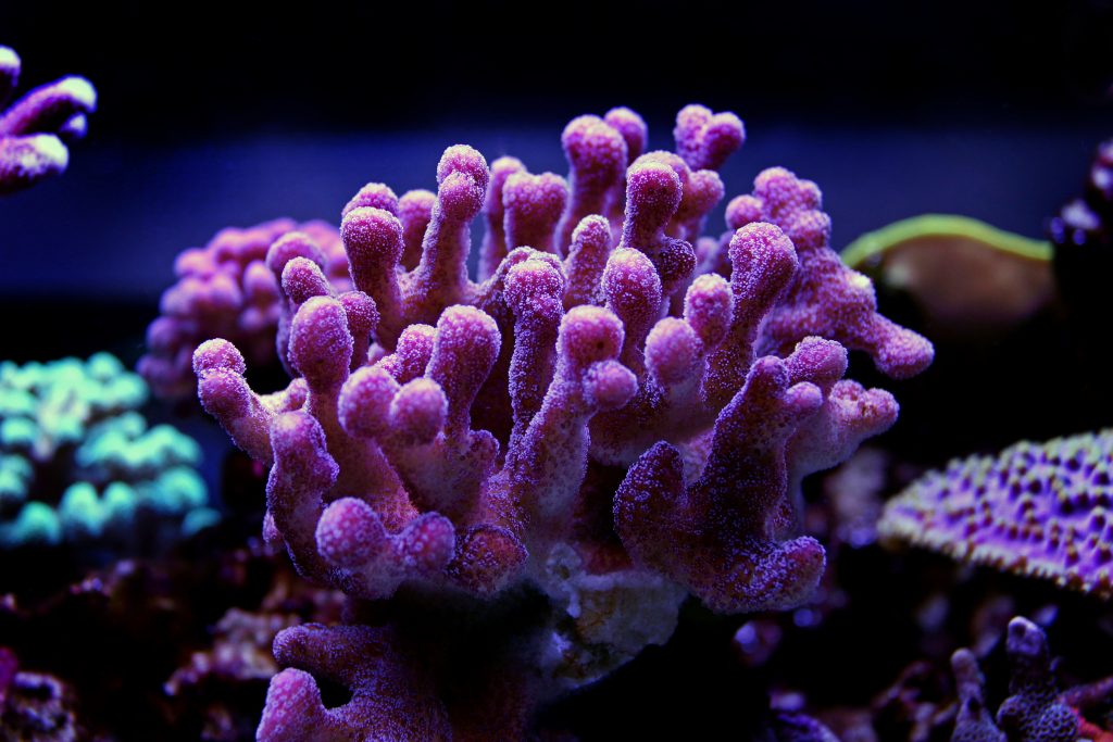 Coral duro