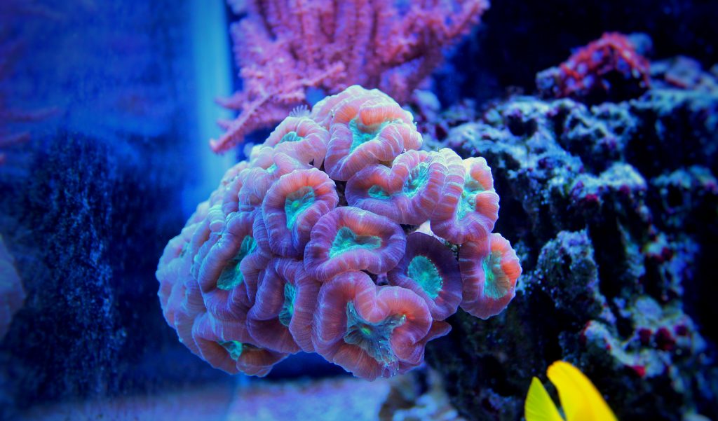 Coral duro Caulastrea furcata, conocida como Coca-Cola.