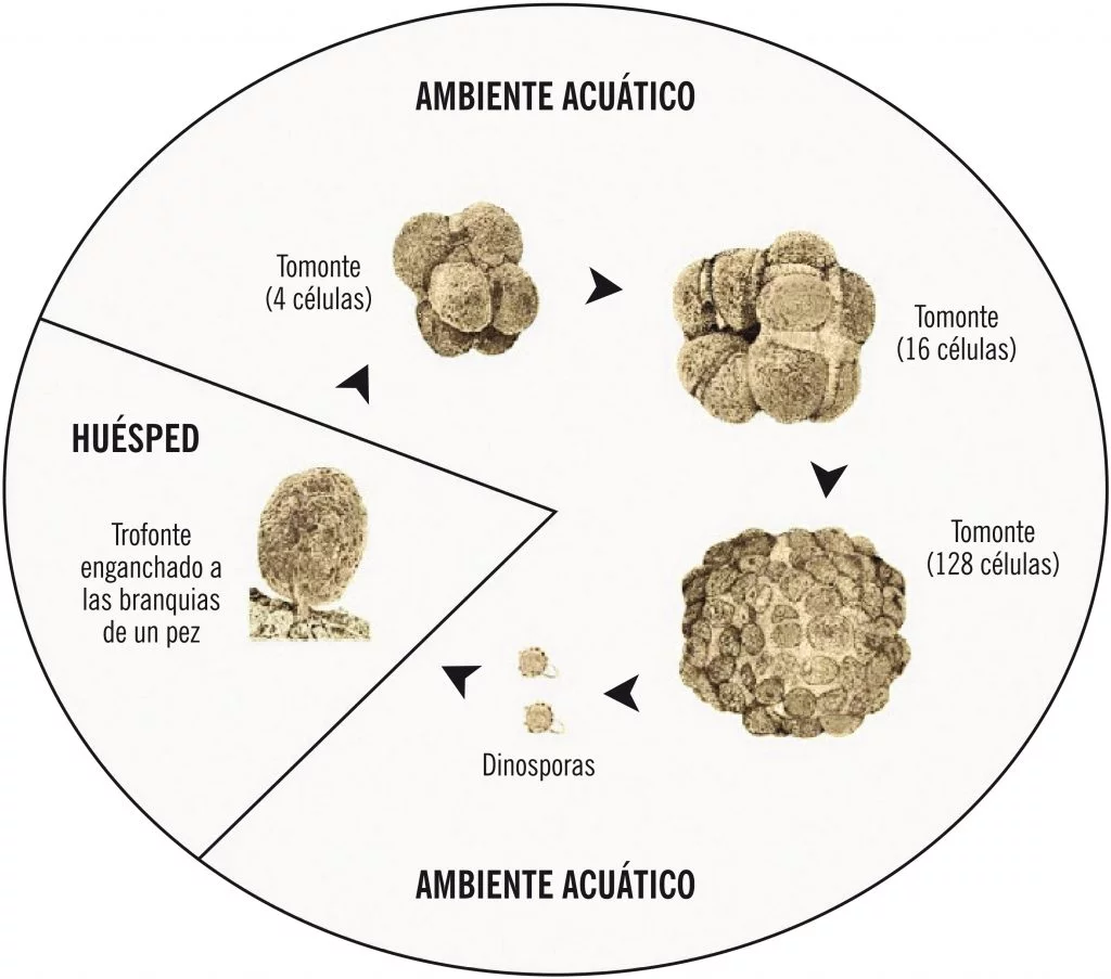 Oodinium cíclo vital del Amyloodinium