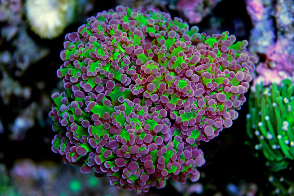 Coral duro Euphyllia divisa verde de puntas violetas