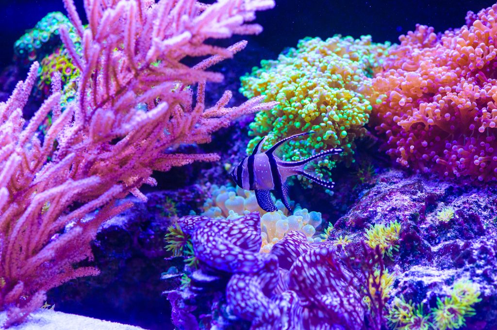 Recife de coral 1