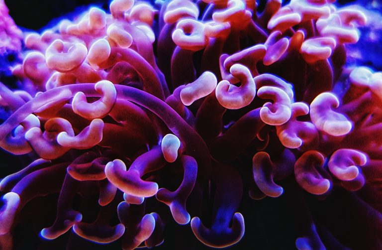 Los colores en los corales — Revista - Corales Y Marinos