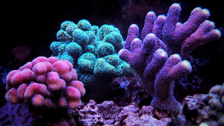 Los colores en los corales — Revista - Corales Y Marinos
