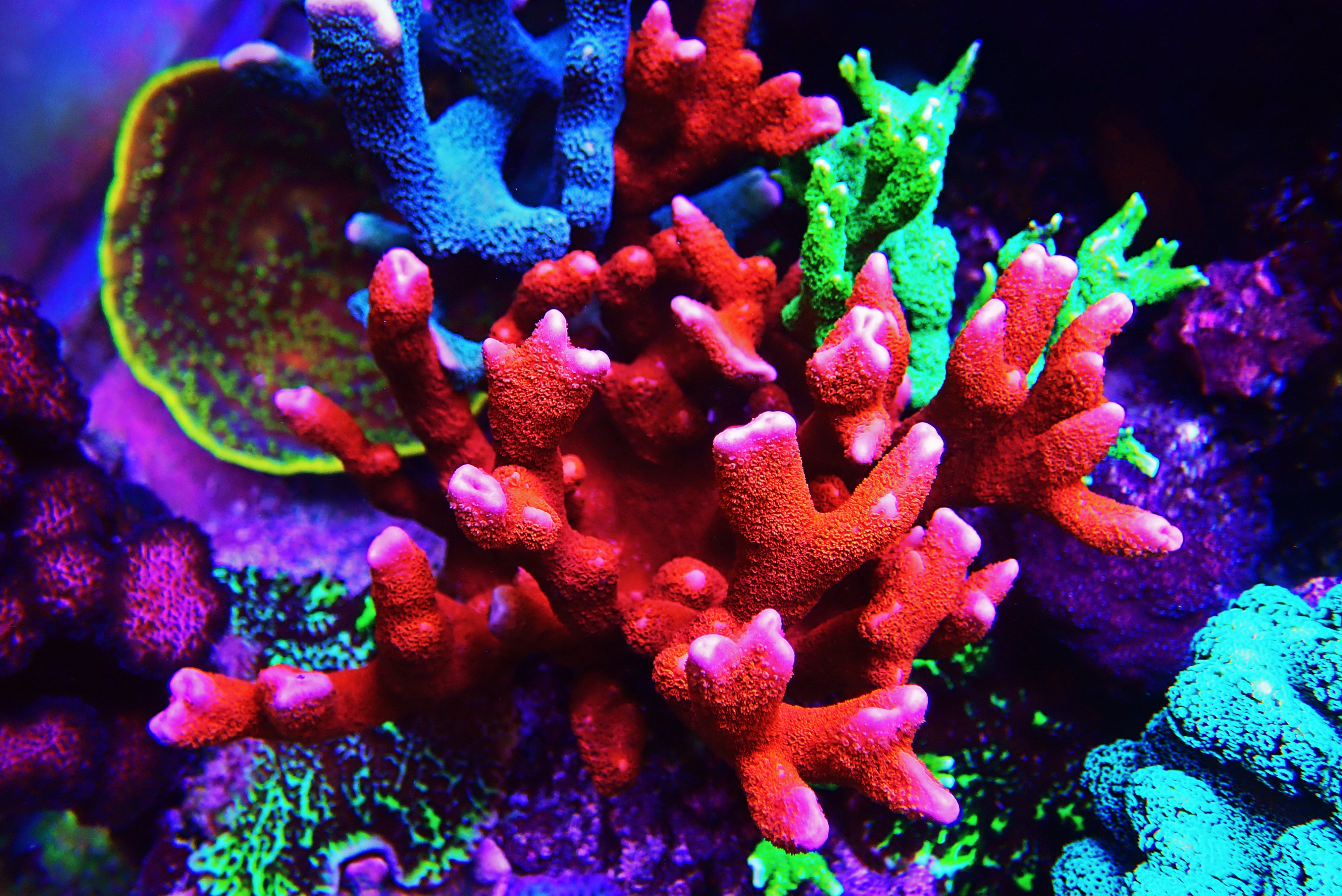 Montipora digitata un coral duro SPS apto para todos los aficionados