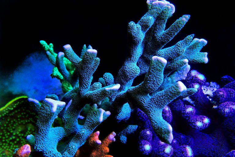 Montipora digitata un coral duro SPS apto para todos los aficionados