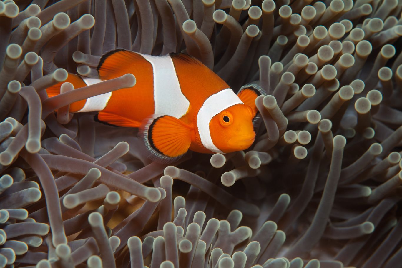 Día 3: El Pez Payaso en Acción, image size:1366x911