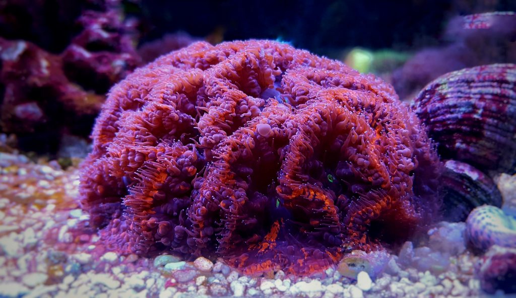 Coral duro Blastomussa roja