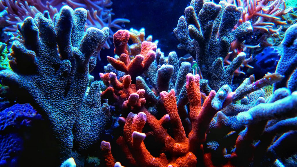 Coral duro Montipora digitata que presentan formas y coloraciones diferentes