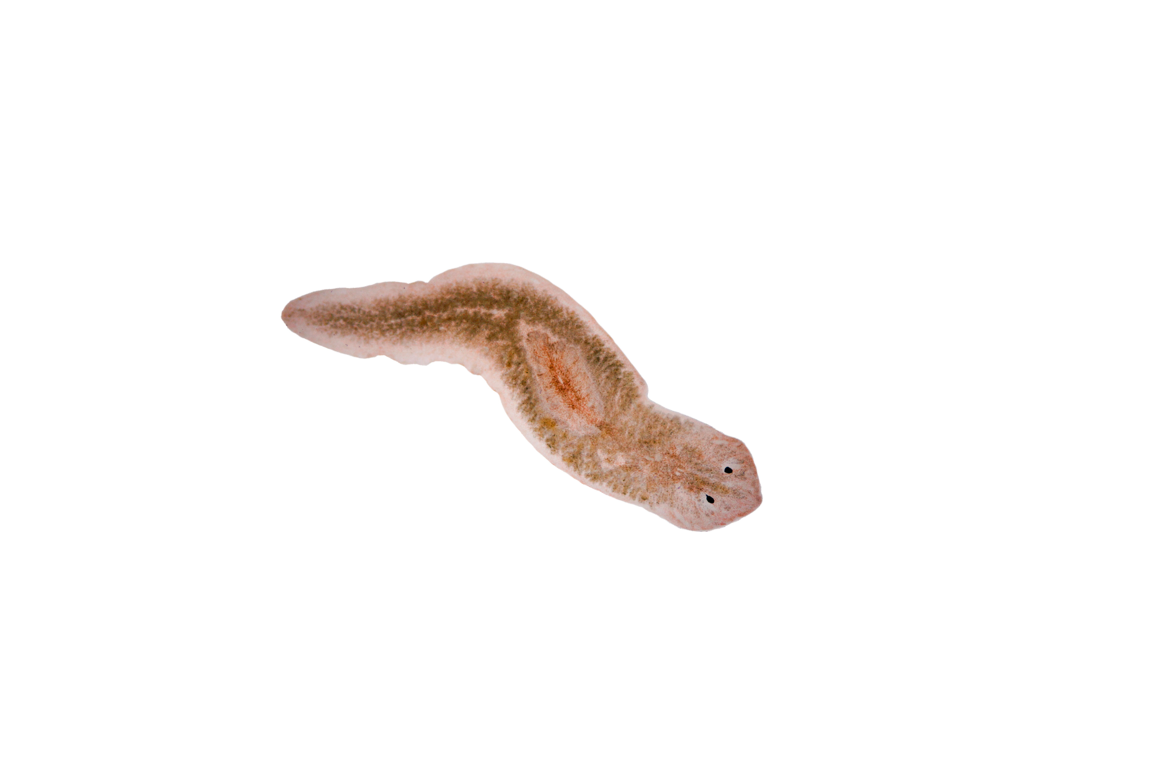 Planaria - cabecera