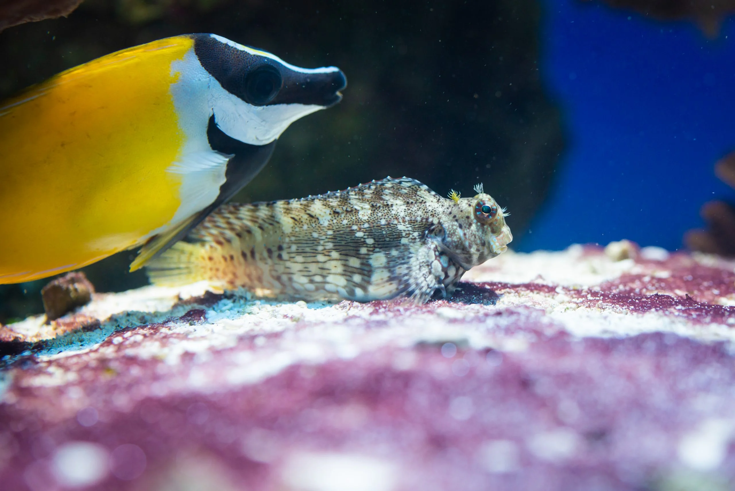 Como sifonear un acuario con arena, Como dar mantenimiento a la arena en el  acuario 